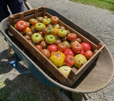 Tomatoes in a wheelbarrow for a farmer's market