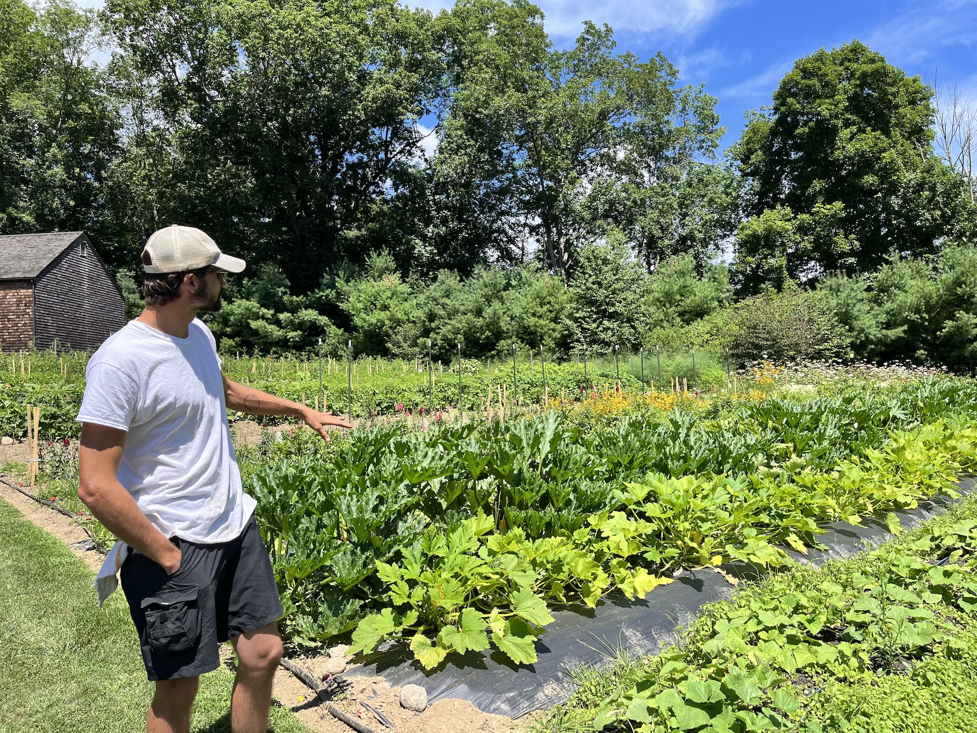 farm with farm worker standing pointing at crops